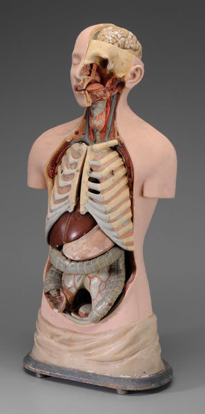 Anatomical Model of Human Body: American or British, early 20th century, painted plaster detailed model of male torso with movable parts, wooden base, possibly by Adam Rouilly & Company, 35-1/2 in., lacking small intestine, brain of