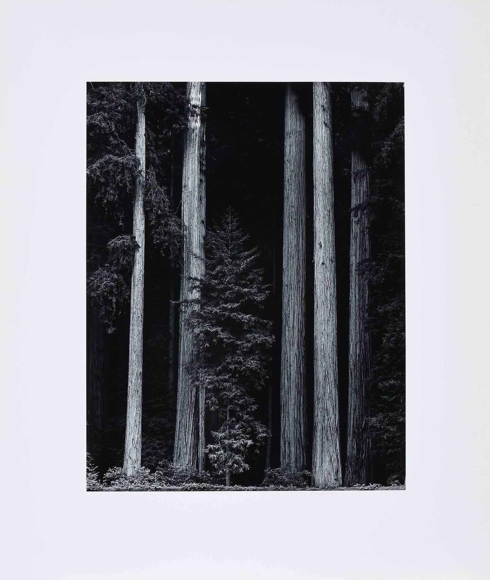 David Muench: (American, b. 1936) Sequoia Sempervirens, 1981, signed mount recto, signed, dated, edition of 10 artist stamp verso, gelatin silver print, 19-1/2 x 15-1/2 in.; mounted, unframed, 28 x 24 in. Provenanc