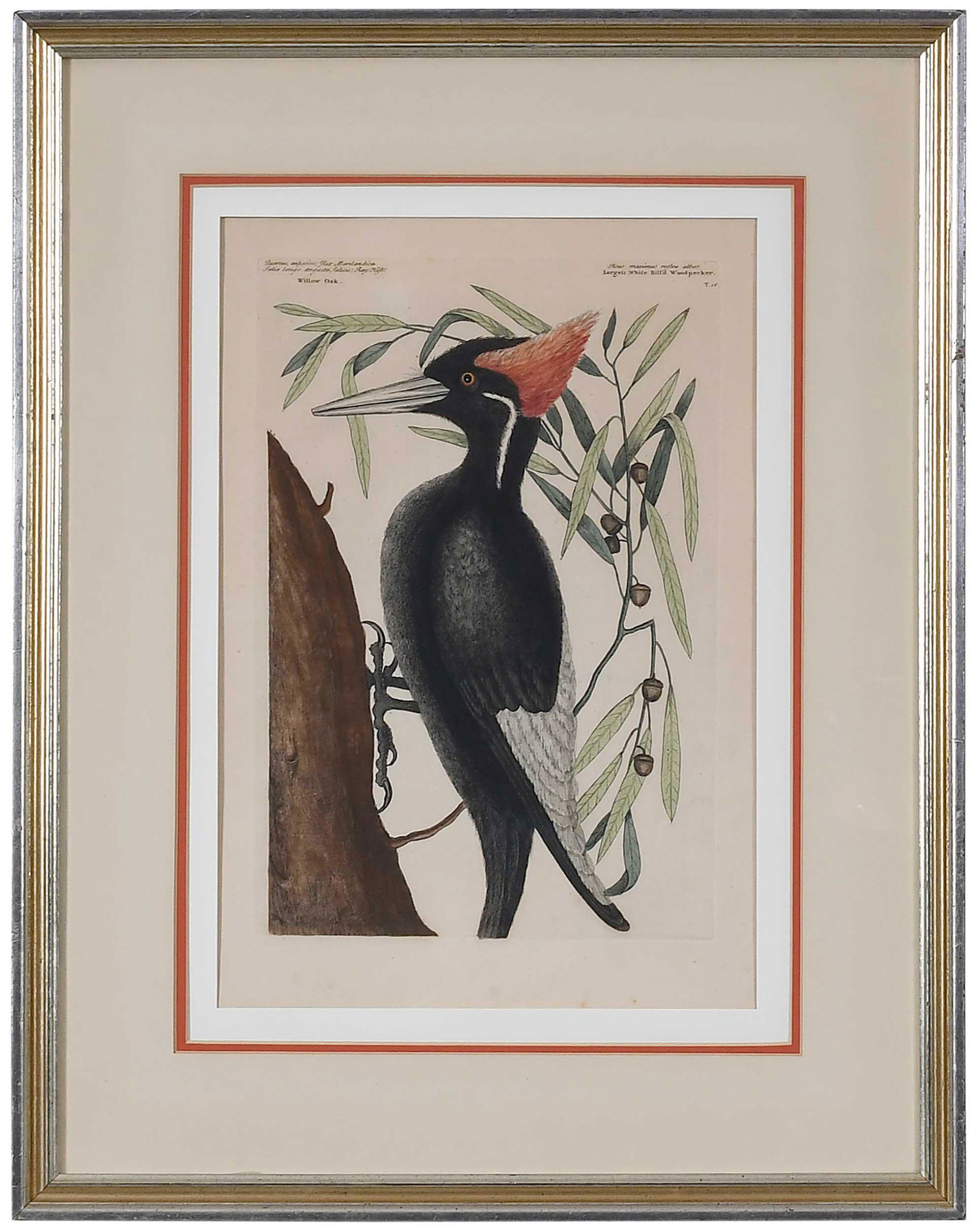 Mark Catesby, Woodpecker: (British, 1679-1749) Largest White-billed Woodpecker, Willow Oak, T.16, from The Natural History of Carolina, Florida and The Bahama Islands, Volume 1, 1754 hand-colored engraving on laid paper with S