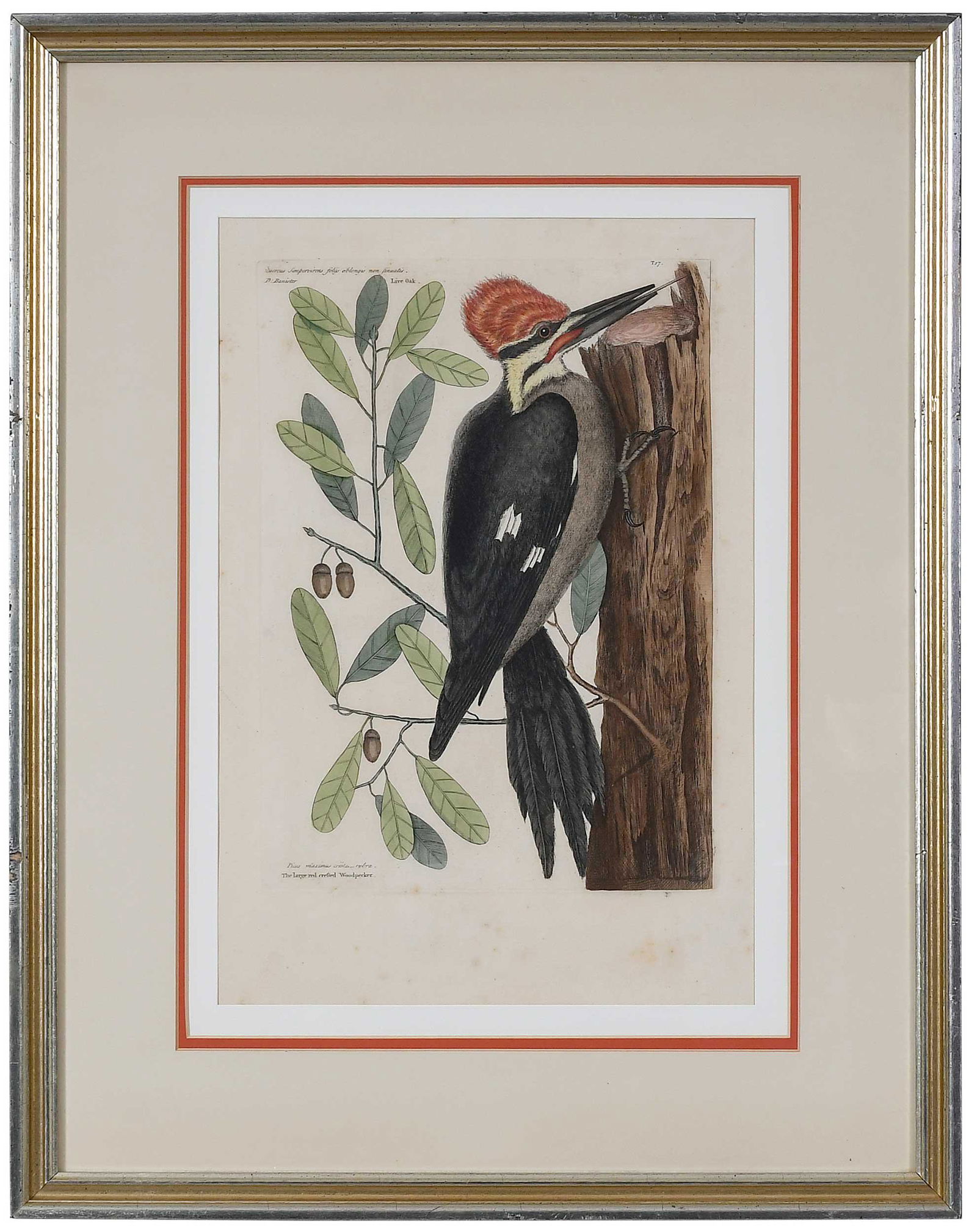 Mark Catesby, Woodpecker: (British, 1679-1749) The large red crested Woodpecker, Liver Oak, T. 17 from The Natural History of Carolina, Florida and The Bahama Islands, 1754, Vol. 1, with text verso backing, hand colored engrav