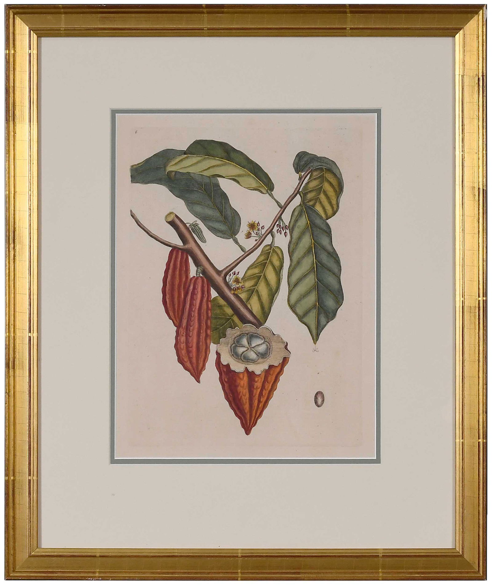 Mark Catesby: (British, 1679-1749) The Cacao Tree, T. 6 from The Natural History of Carolina, Florida and The Bahama Islands, App. 2, 1754, hand-colored engraving on laid paper with IHS Ivilledary watermark, plate