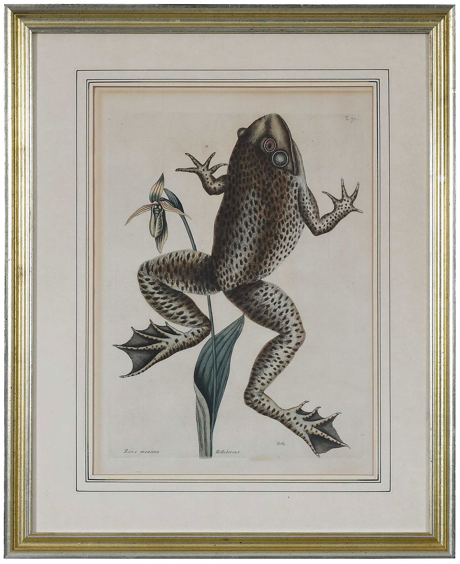 Mark Catesby: (British, 1679-1749) The Bull Frog, T. 72 from The Natural History of Carolina, Florida and The Bahama Islands, Vol. 2, London, 1731-1743 edition, hand colored etching on laid paper with Strasbourg Li