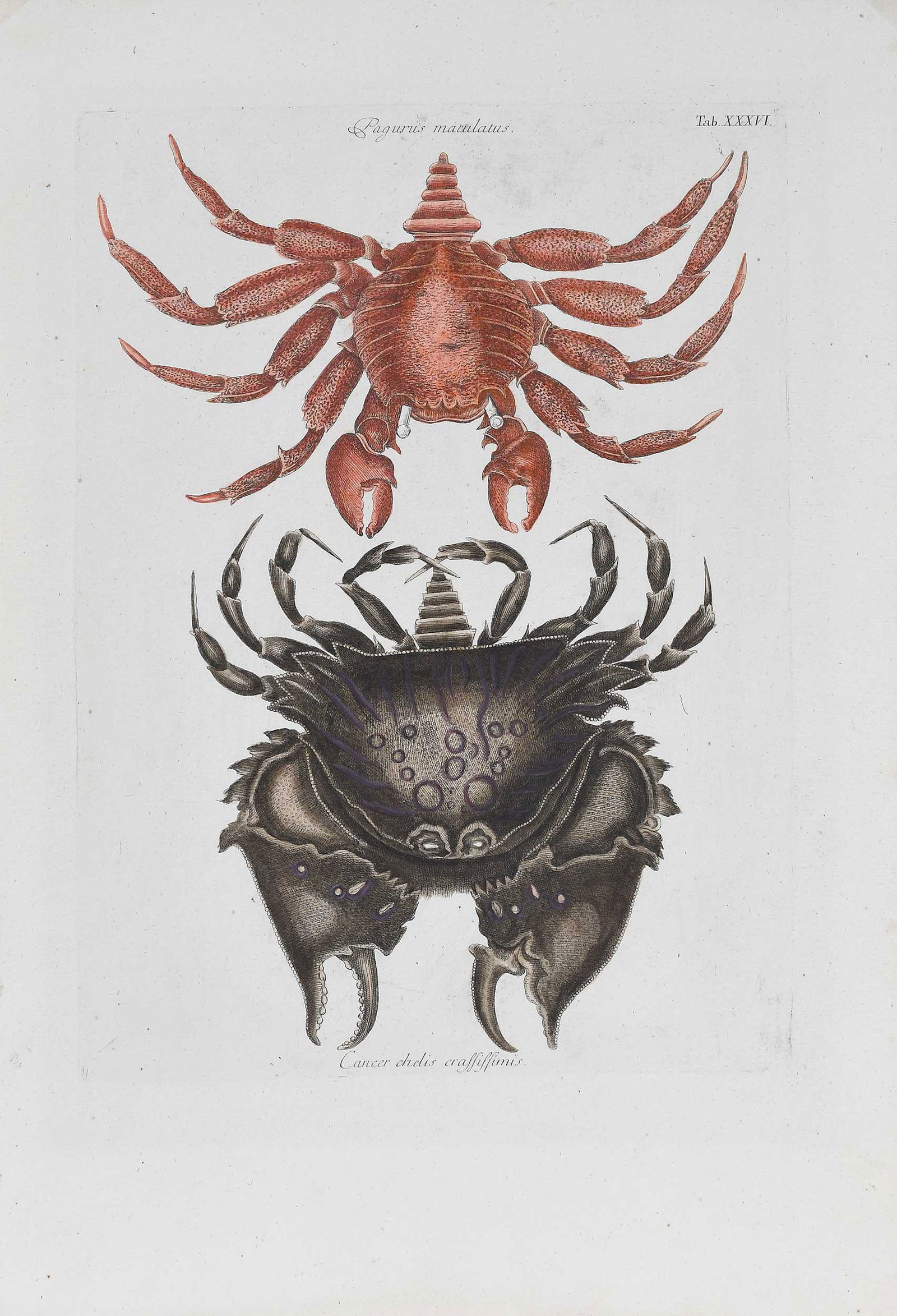 Mark Catesby: (British, 1679-1749) T. XXXVI, Crabs, from The Natural History of Carolina, Florida and The Bahama Islands, 1750, Eisenberg German edition, hand colored engraving, plate 13-5/8 x 9-7/8 in., sheet 18-5