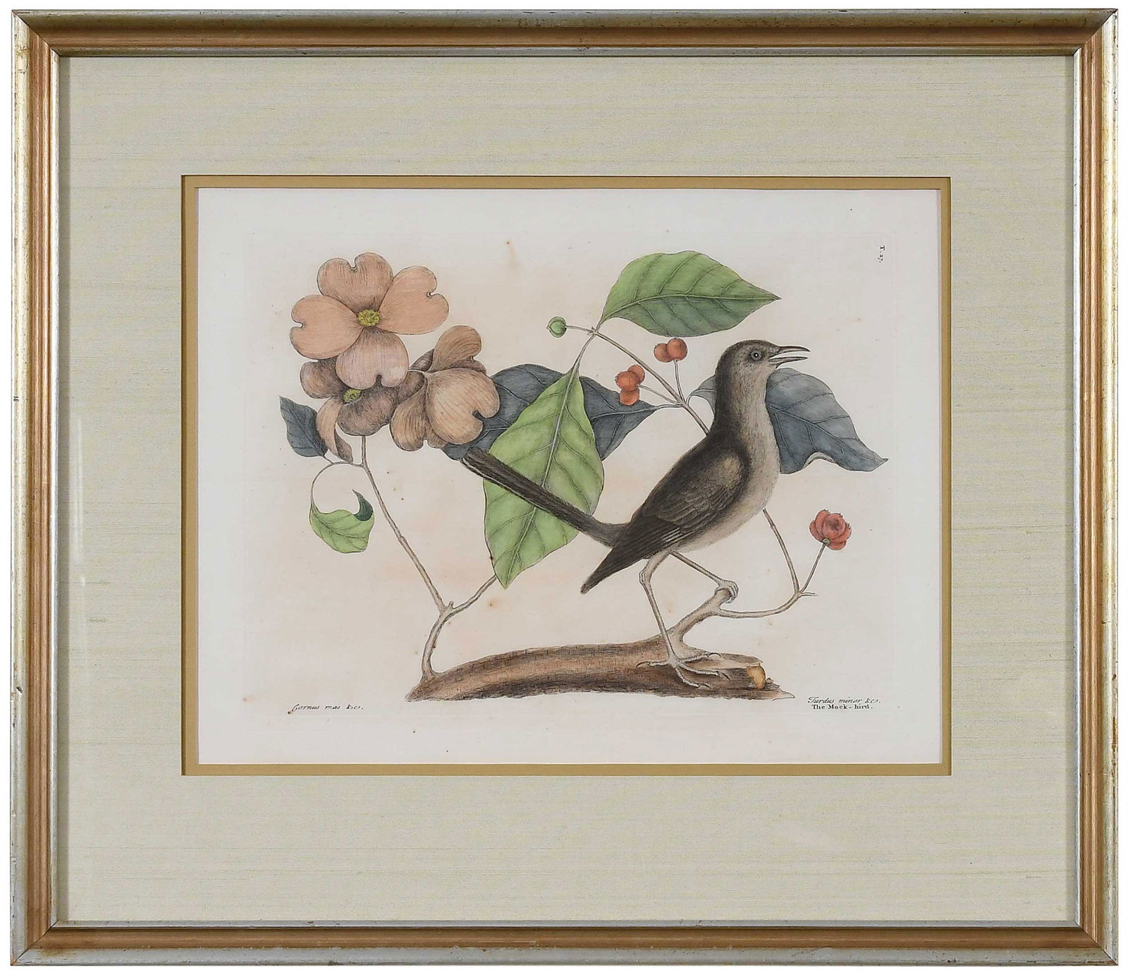 Mark Catesby: (British, 1679-1749) The Mock-bird, T. 27 from The Natural History of Carolina, Florida and The Bahama Islands, 1754 edition, Vol. 1, hand-colored engraving on laid paper with Strasbourg lily watermar