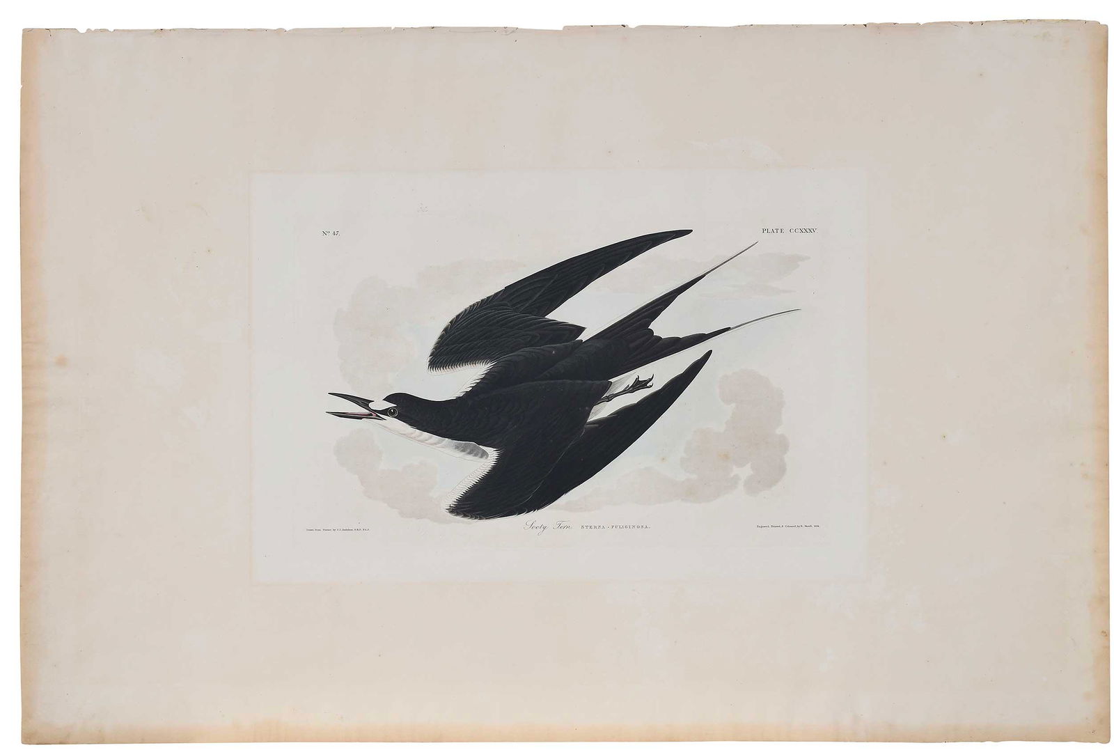 John James Audubon (1 of 9)
