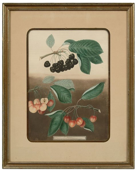 Four botanicals by George Brookshaw,: (British, 1751-1823), gooseberries and strawberries dated 1804, red and black cherries dated 1805 and 1806, hand-colored aquatinted etchings, some browning and acid leaching from backing, taped across