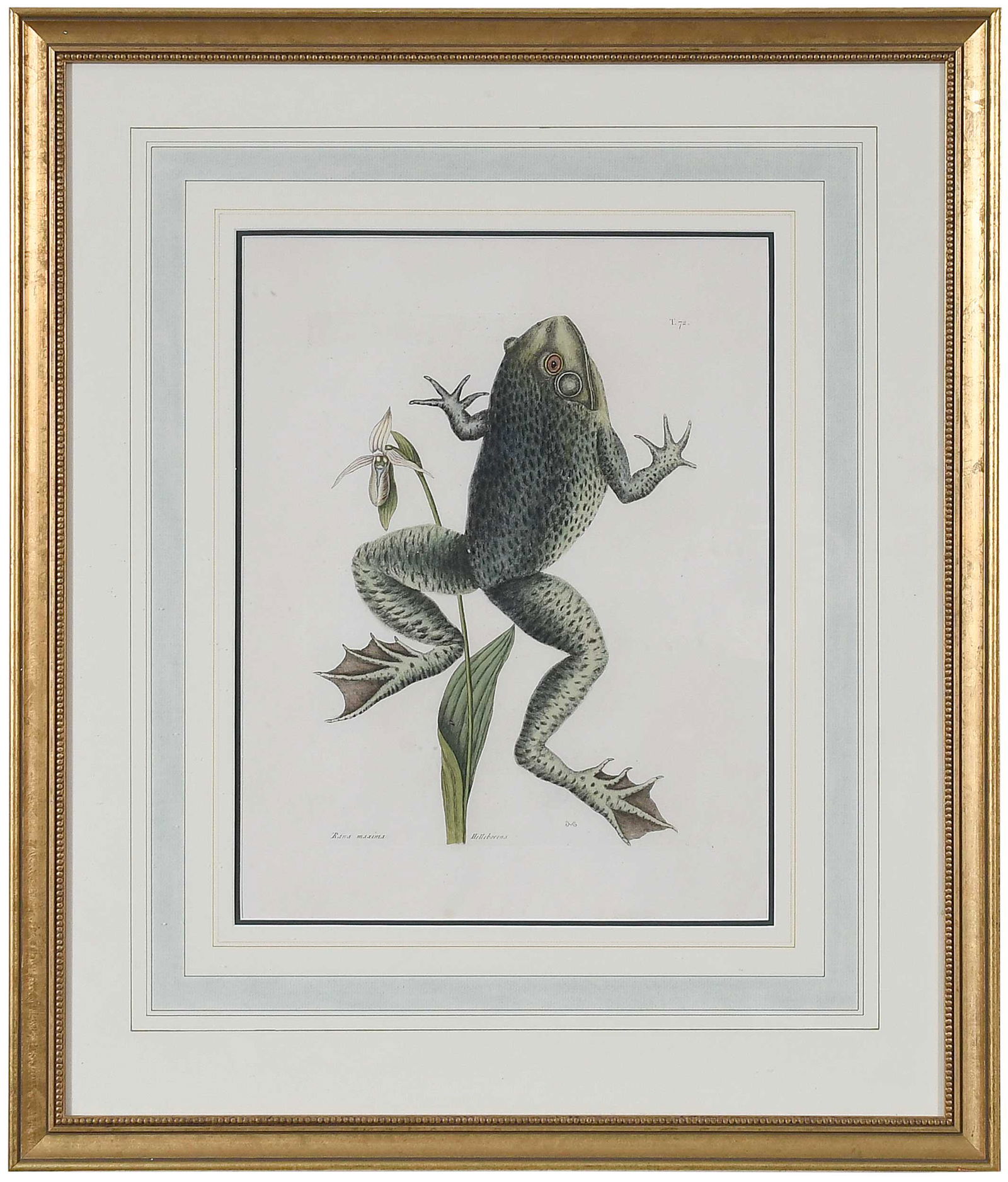 Mark Catesby: (British, 1679-1749) The Bull Frog, T. 72, from The Natural History of Carolina, Florida and The Bahama Islands, volume 2, 1754 edition, hand colored engraving on laid paper with "IHS Ivillidary" wate