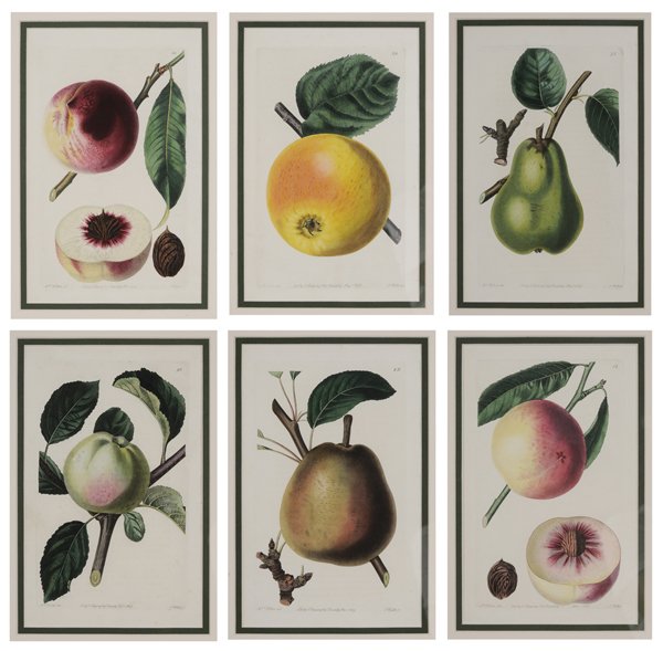 John Lindley: (British, 1799-1865) Six hand-colored engravings of fruit: published by J. Ridgway, on paper, 8 x 4-7/8 in. (plate), 9-3/8 x 6 in. (page); matching modern gilt wood frames,