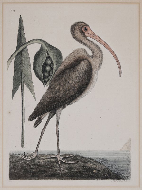 Mark Catesby: (British, 1679-1749) [Numenius,] Brown Curlew with White Arrow Arum, T.83, from [The Natural History of Carolina, Florida and the Bahama Islands,] London, 1st or 2nd edition, monogram "MC" in plate, h