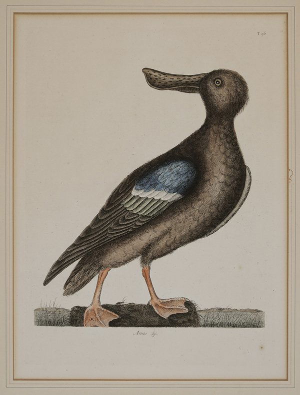 Mark Catesby: (British, 1679-1749) Anas (Blue-Winged Shoveler), T.96, from [The Natural History of Carolina, Florida and the Bahama Islands,] London, 1731-1743 edition, hand-colored etching on laid paper with Stras