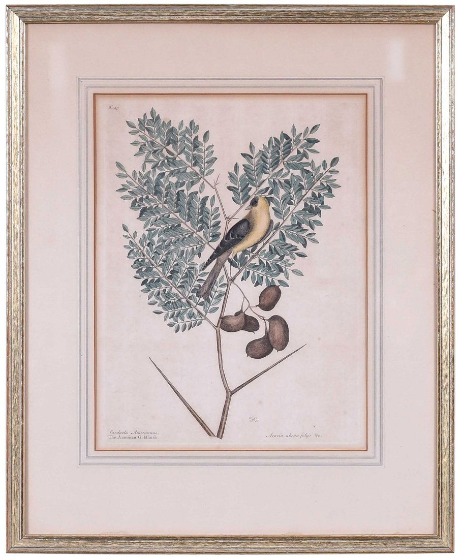 Mark Catesby: (British, 1679-1749) T. 43 Goldfinch, from The Natural History of Carolina, Florida and The Bahama Islands, 1731-1743, hand colored engraving on laid paper, plate 13-7/8 x 10-1/4 in., sheet 20-5/8 x 1