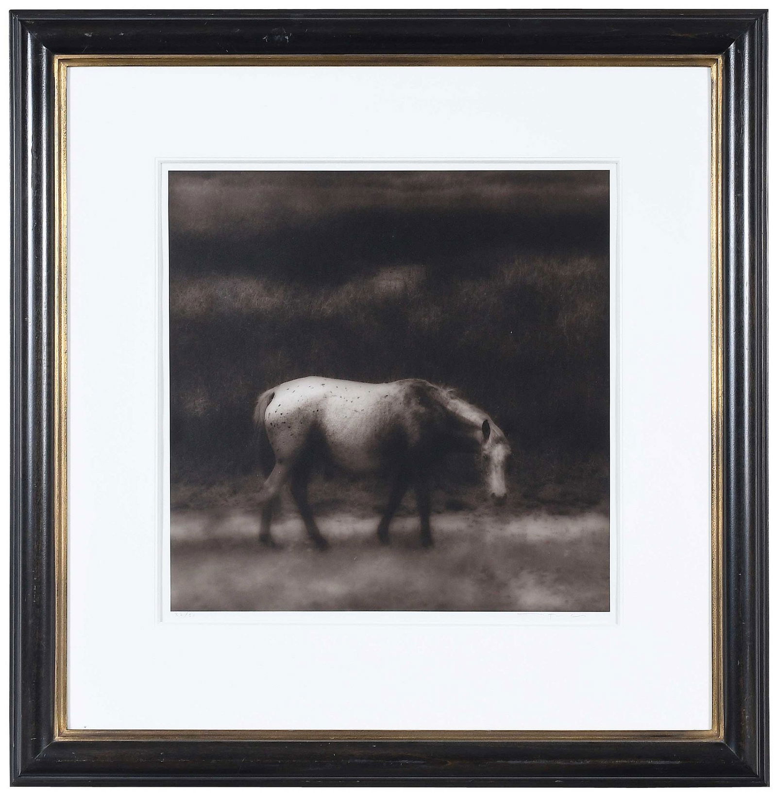 Jack Spencer: (American, born 1951) Wild Horse, Cumberland Island, Georgia, 1998, titled, dated, signed with initials, and editioned 32/50 print verso, signed and editioned lower margin print recto, gelatin silver