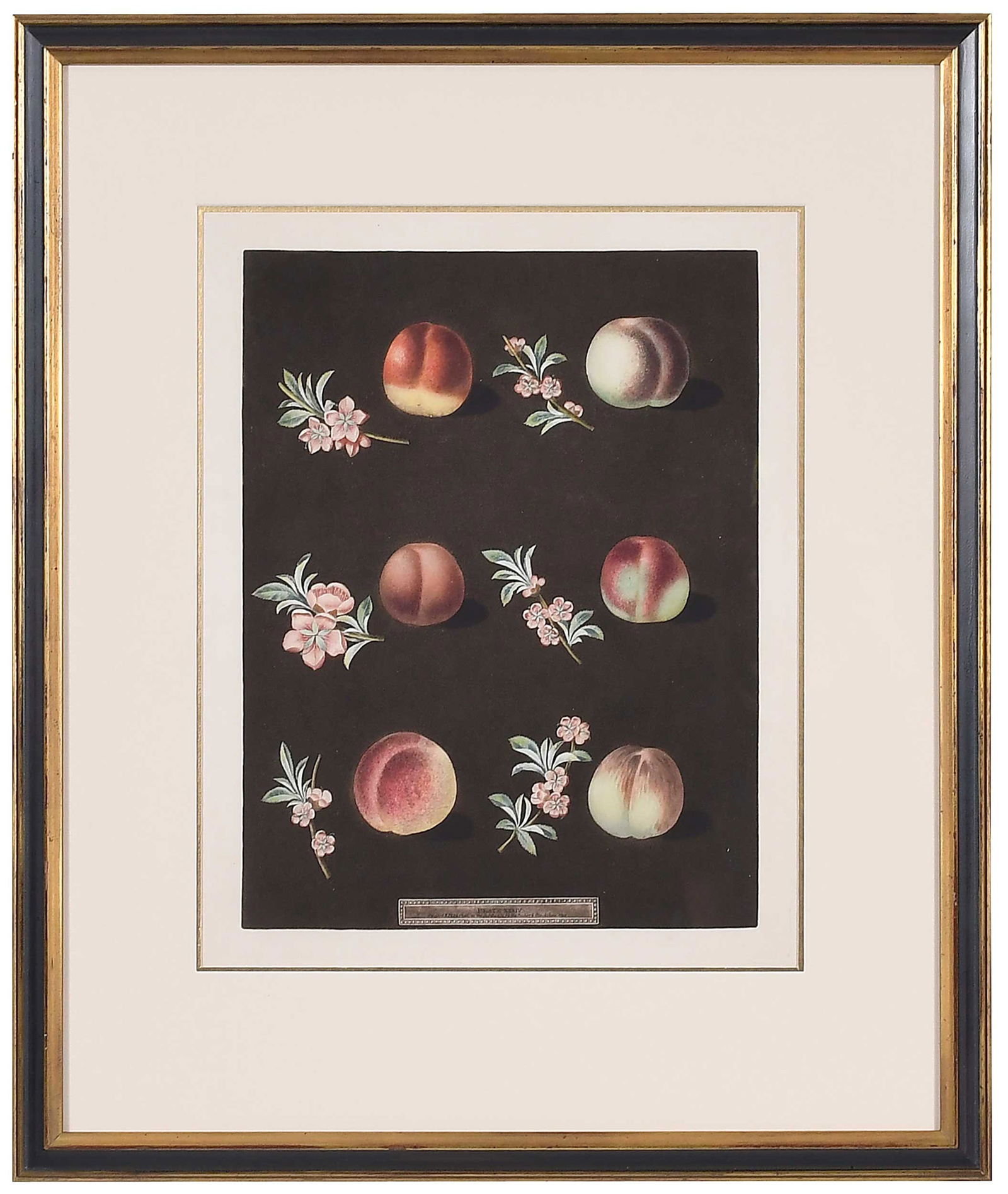 George Brookshaw Aquatint, Peaches: (British, 1751-1823) from Pomona Britannica; or, a collection of the most esteemed fruits at present cultivated in this country. London: Printed for the author, by T. Bensley, White Cochrane and Co.,