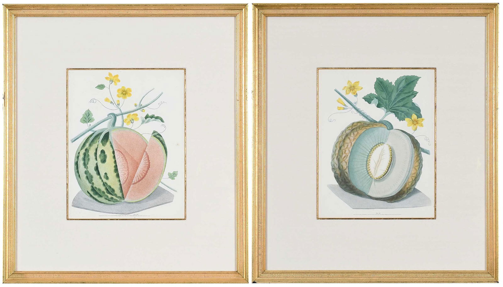 Two George Brookshaw Aquatints of Melons: (British, 1751-1823) from Pomona Britannica; or, a collection of the most esteemed fruits at present cultivated in this country. London: Printed for the author, by T. Bensley, White Cochrane and Co.,