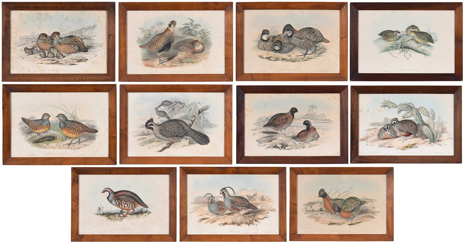 Eleven Gould and Richter Prints, Pheasants (1 of 20)