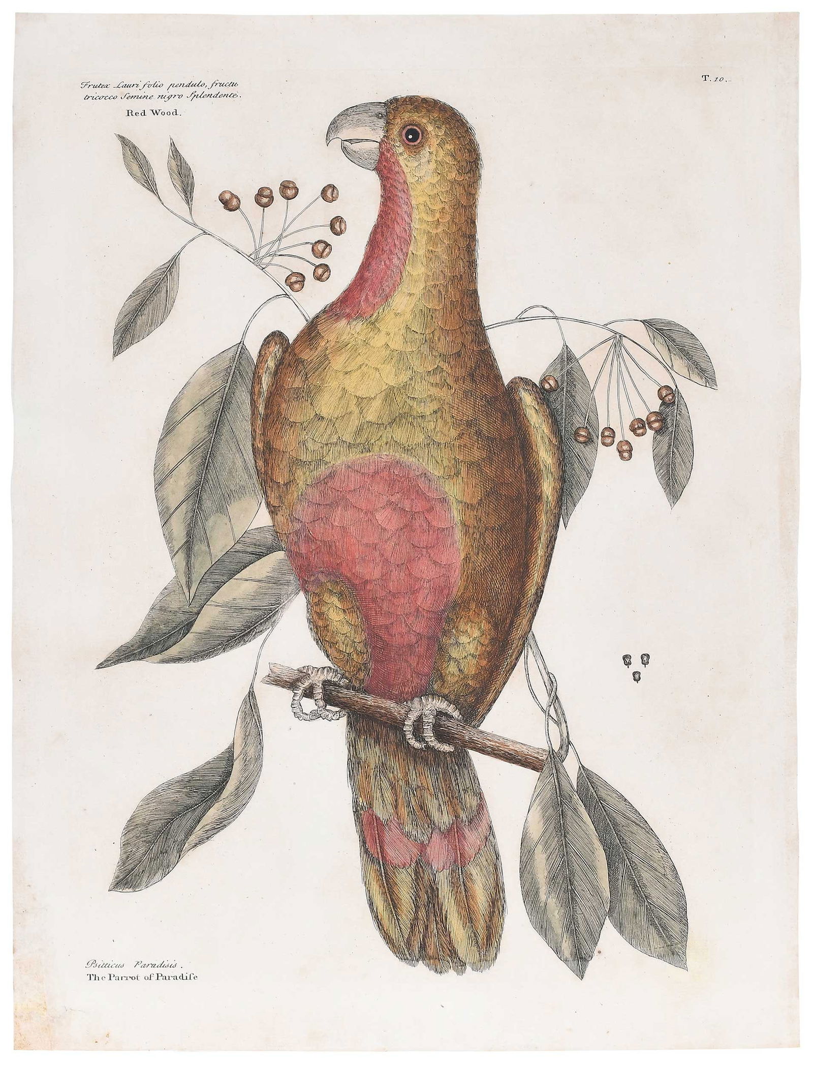 Mark Catesby - The Parrot of Paradise: (British, 1679-1749) T. 20, The Parrot of Paradise, from The Natural History of Carolina, Florida and The Bahama Islands, 1731-1743 edition, hand colored engraving on laid paper, plate 13 x 10-3/8 in.