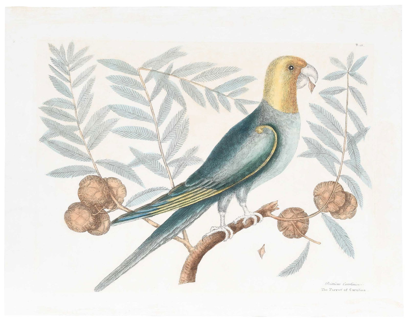 Mark Catesby - The Parrot of Carolina (1 of 7)
