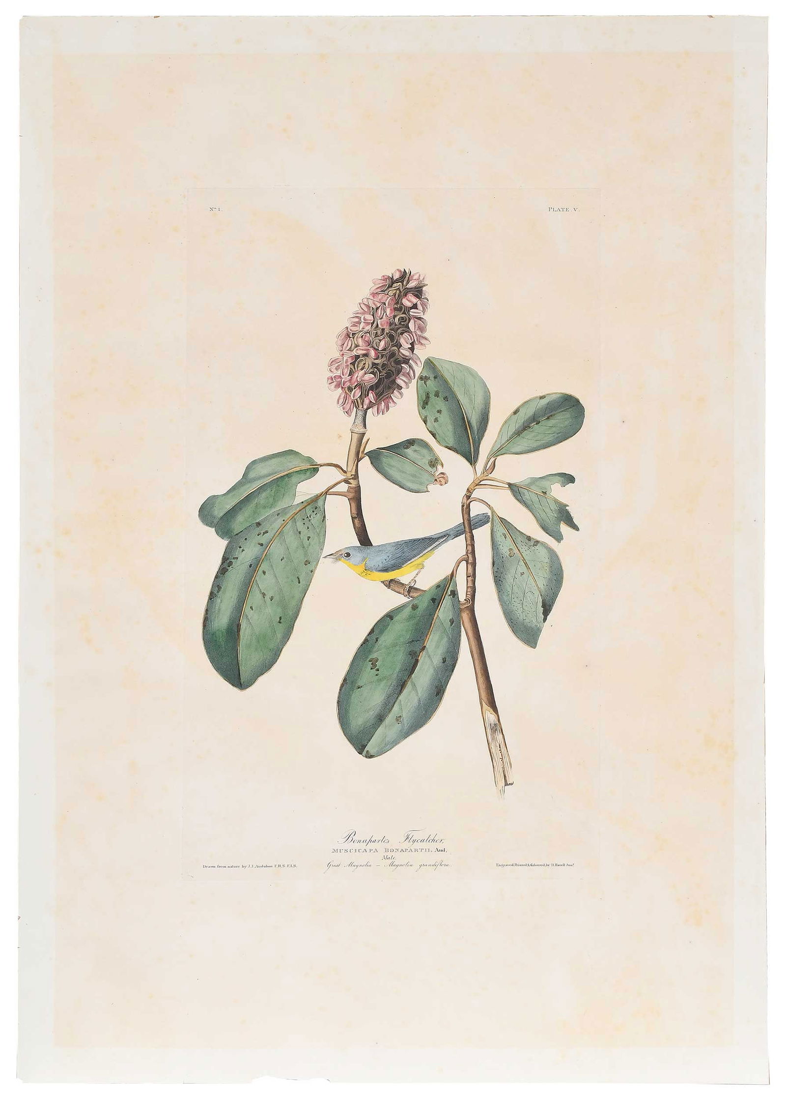 John James Audubon - Bonaparte Flycatcher (1 of 8)