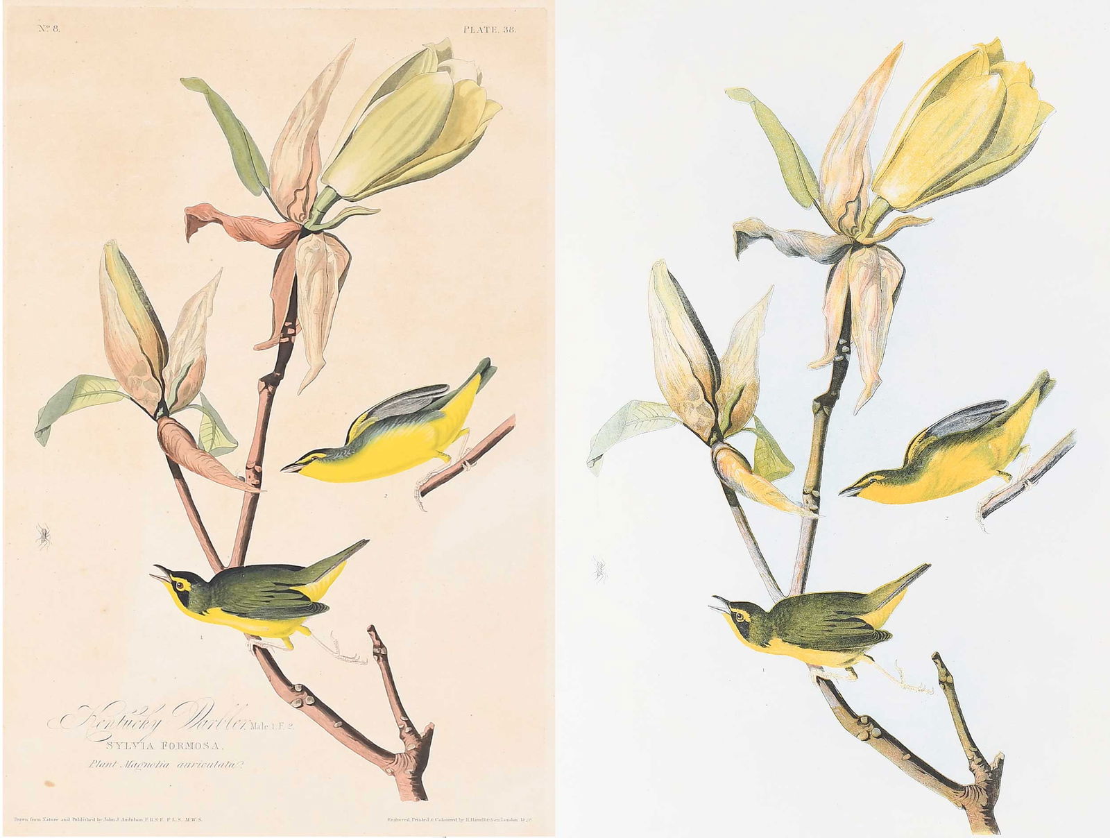 Two John James Audubon Prints, Kentucky Warbler (1 of 17)