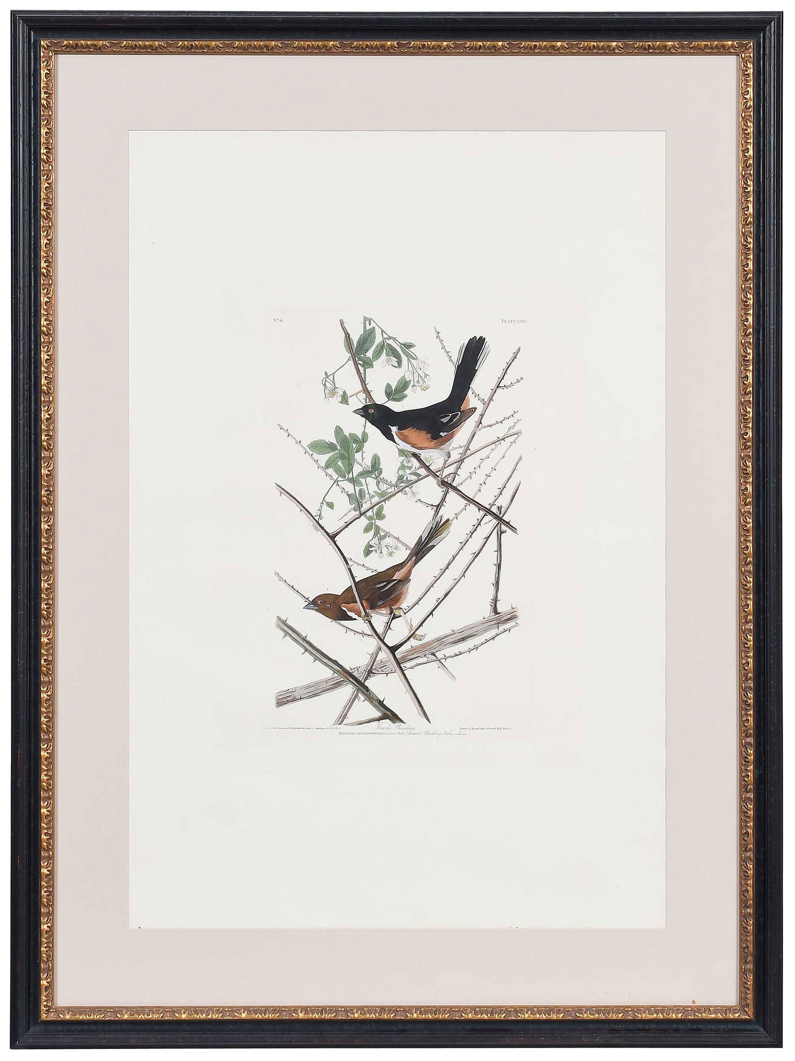 John James Audubon - Towhe Bunting (1 of 9)