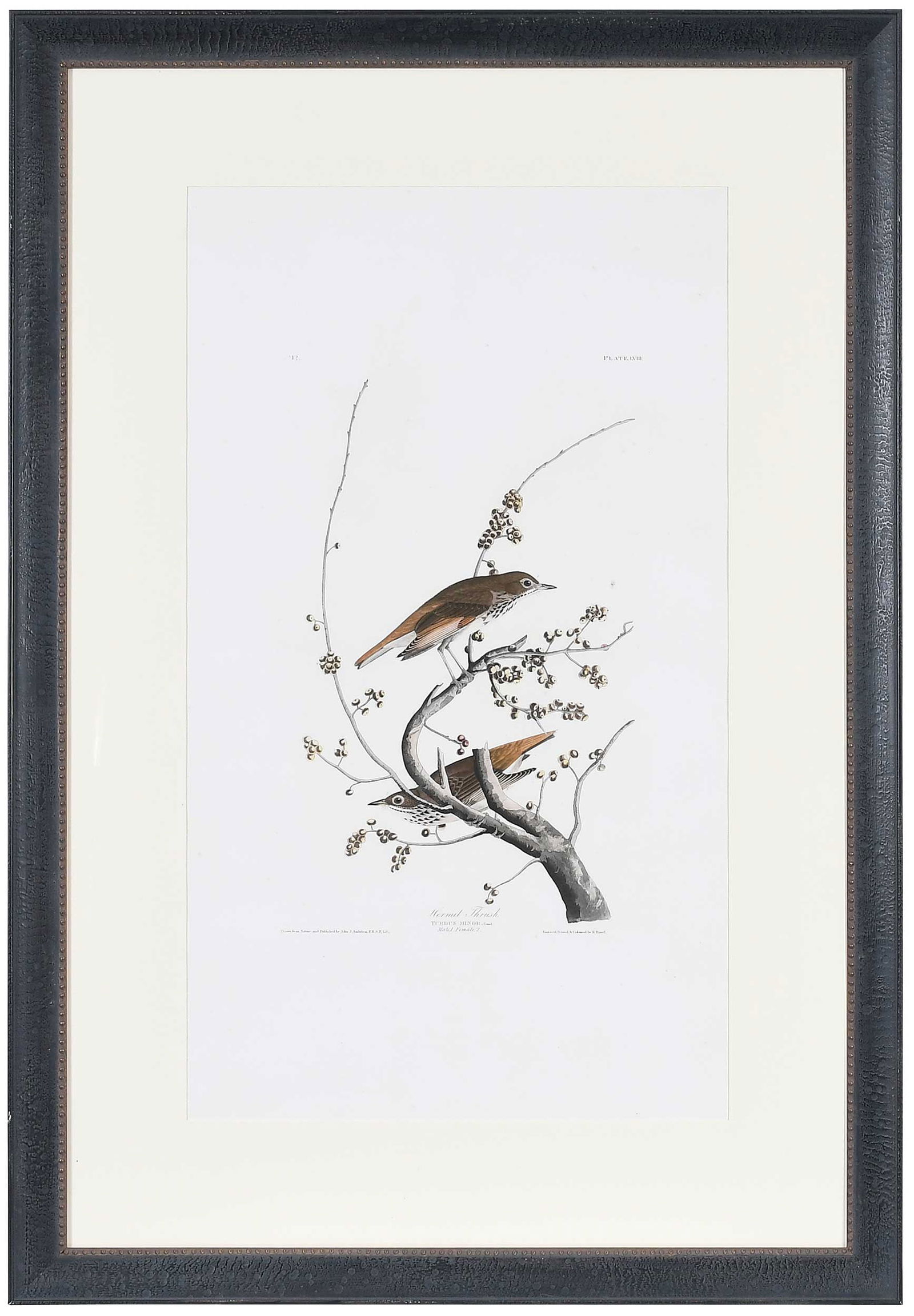 John James Audubon - Hermit Thrush (1 of 11)