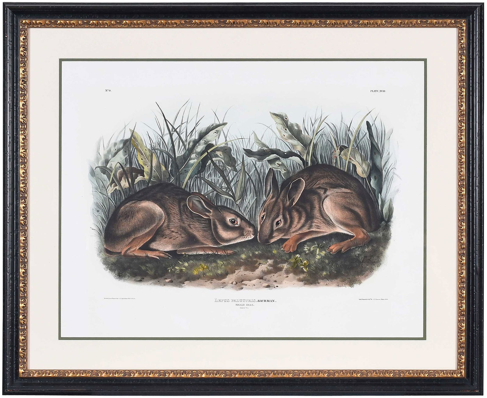John James Audubon - Marsh Hare (1 of 10)