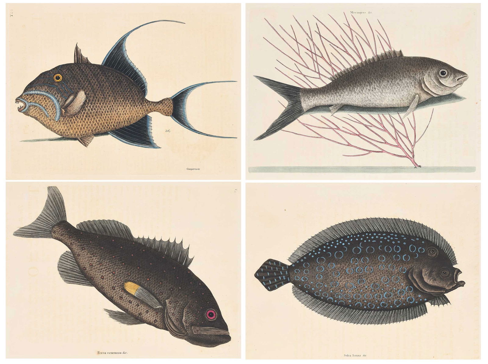 Four Mark Catesby Prints - Fish: (British, 1679-1749) Four plates from The Natural History of Carolina, Florida and The Bahama Islands, 1771-1810 edition, one with text: T. 5 The Rock Fish, T. 13 The Bone Fish, T. 22 The Old Wife, T.