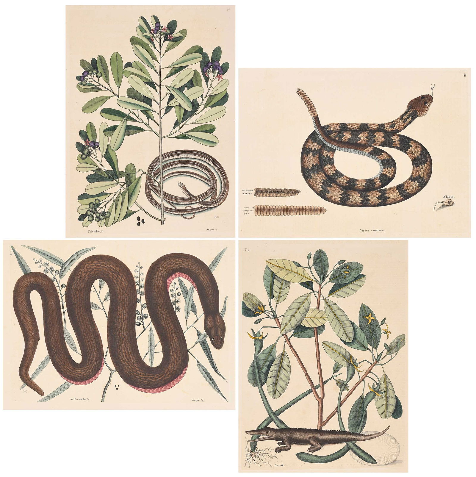 Four Mark Catesby Prints - Reptiles (1 of 18)
