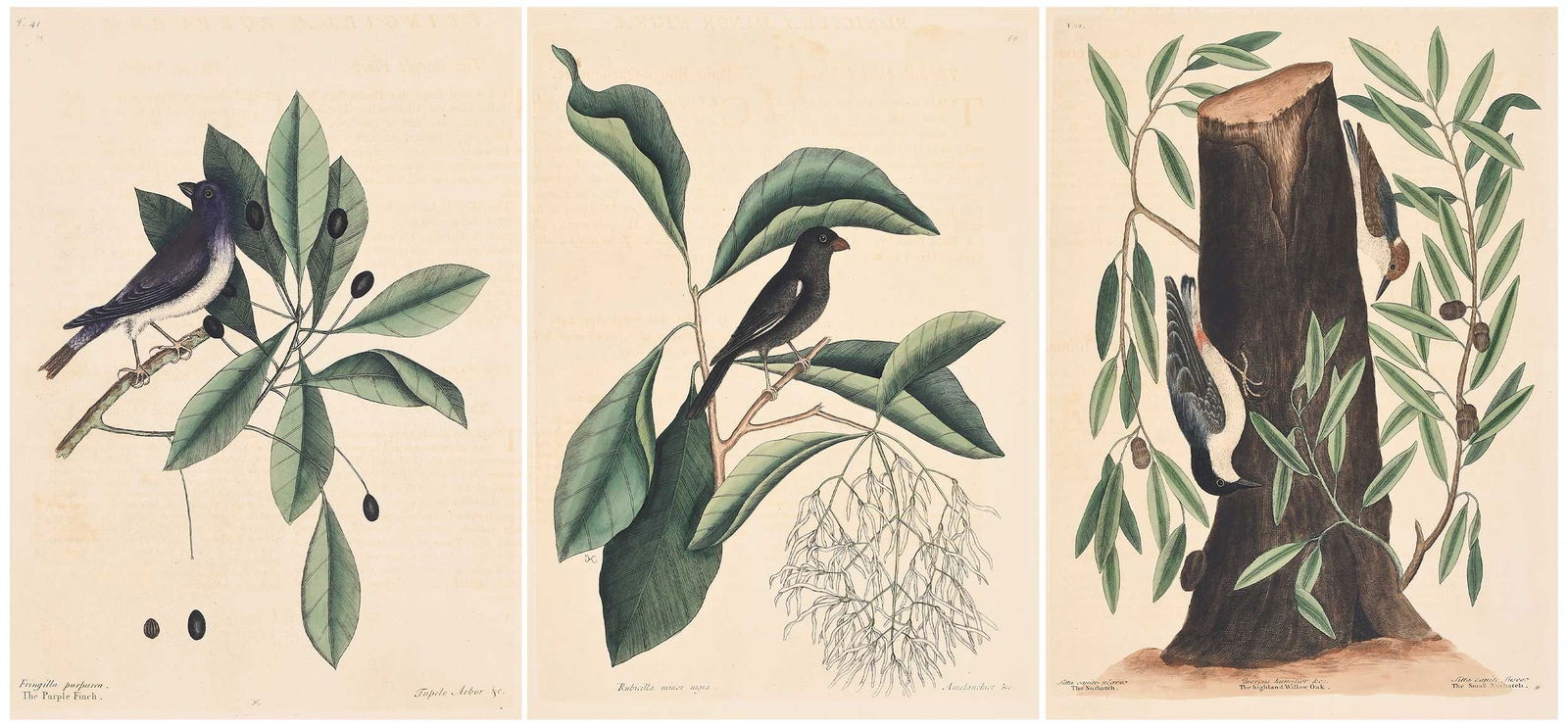 Three Mark Catesby Prints - Nuthatch and Finches: (British, 1679-1749) T. 41, The Purple Finch; T. 22, The Nuthatch and The Small Nuthatch; T. 68, Rubicilla minor negra; from The Natural History of Carolina, Florida and The Bahama Islands, 1771-1810