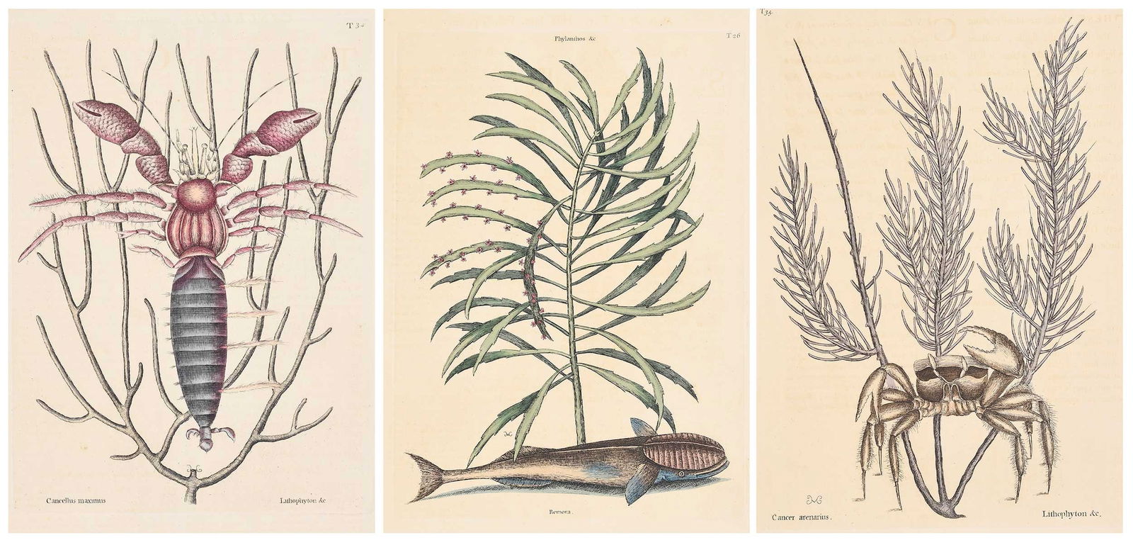 Three Mark Catesby Prints - Remora and Crustaceans: (British, 1679-1749) T. 26, The Remora; T. 34, The Sea Hermit Crab; T. 35, The Sand Crab, from The Natural History of Carolina, Florida and The Bahama Islands, 1771-1810 edition, two with text, hand c