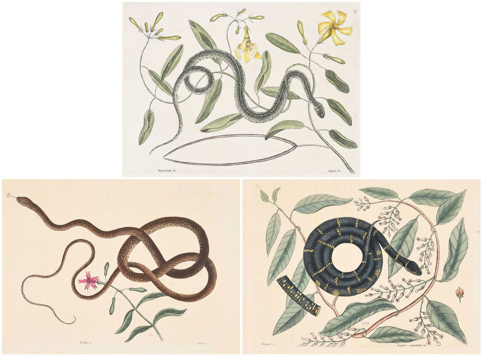 Three Mark Catesby Prints - Snakes: (British, 1679-1749) T. 53, The Green Spotted Snake, 1754 edition, on laid paper with "IV" watermark, T. 54, The Coachwhip Snake, T. 52, Eastern Kingsnake with accompanying text, 1771-1810 edition, on