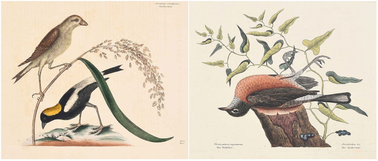 Two Mark Catesby Prints - Fieldfare, Rice Bird (1 of 7)