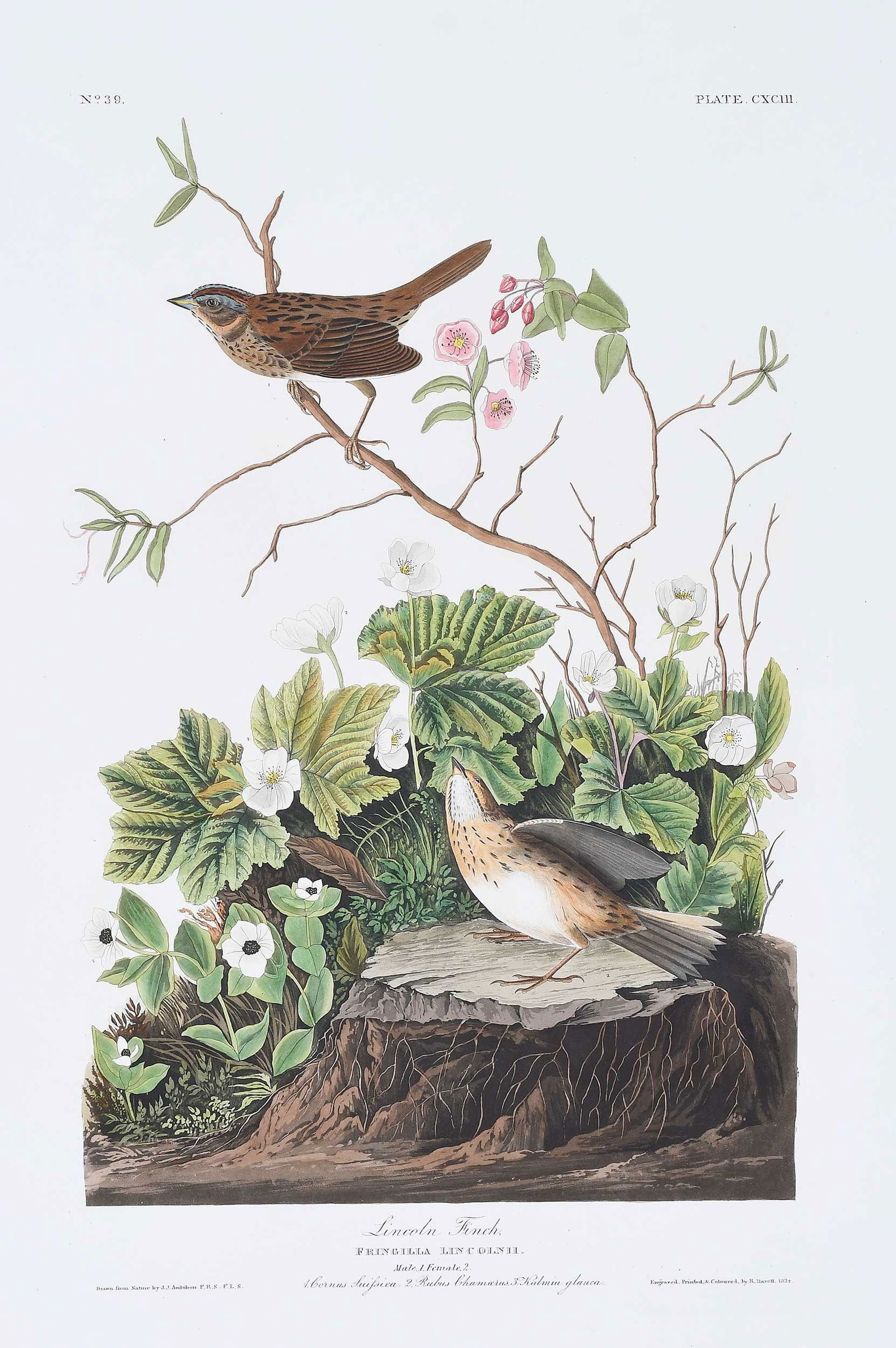 John James Audubon - Lincoln Finch (1 of 5)