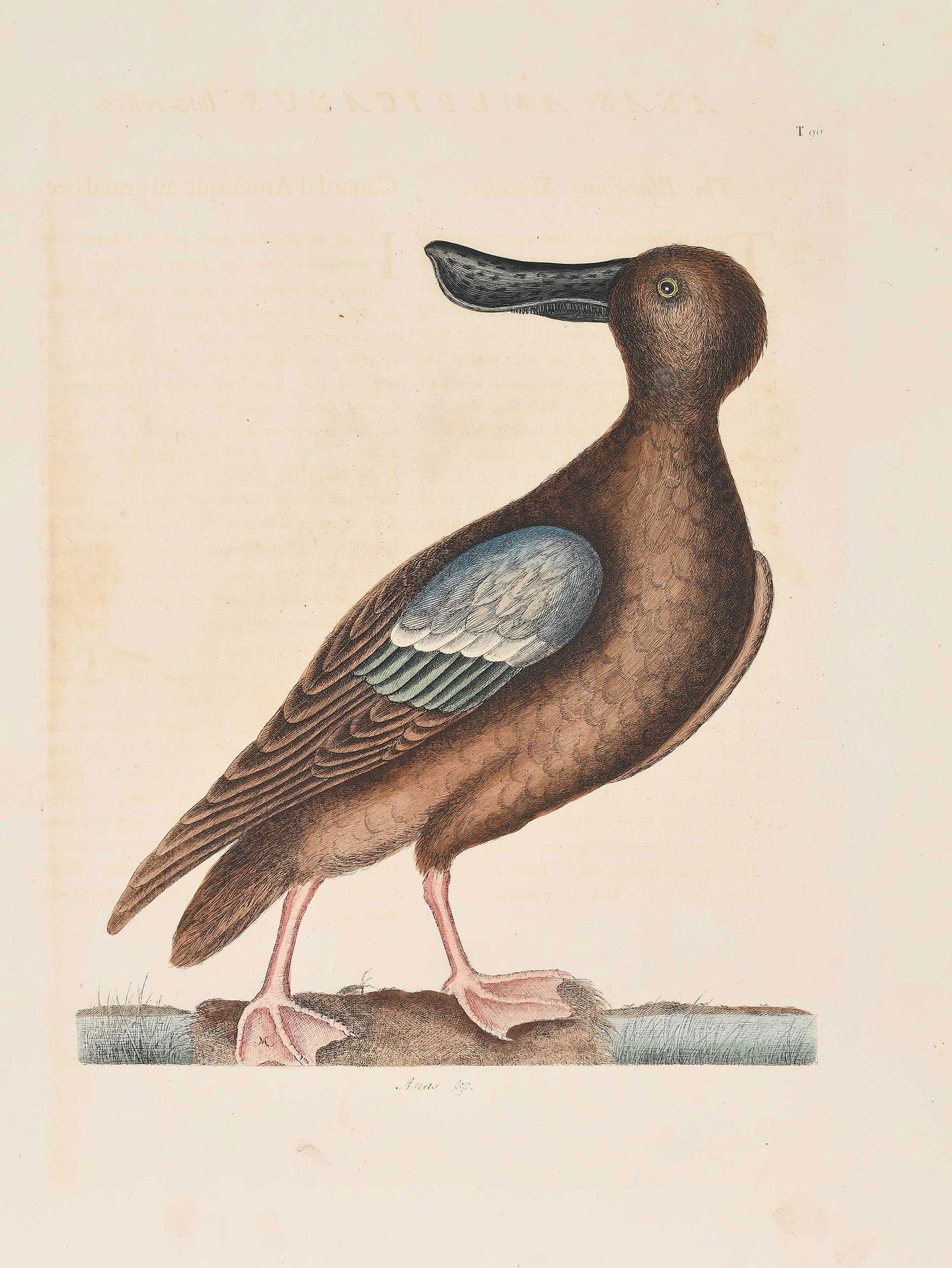 Mark Catesby - Blue Winged Shoveler: (British, 1679-1749) T. 96 The Blue Winged Shoveler, from The Natural History of Carolina, Florida and The Bahama Islands, 1771-1810 edition, hand colored engraving on wove paper with "J. Ruse 1800" w