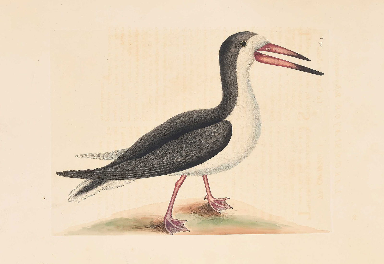 Mark Catesby - Cutwater: (British, 1679-1749) T. 90, The Cutwater from The Natural History of Carolina, Florida and The Bahama Islands, 1771/1810 edition, hand colored engraving on wove paper, sheet 20-5/8 x 14-1/4 in.; unfra