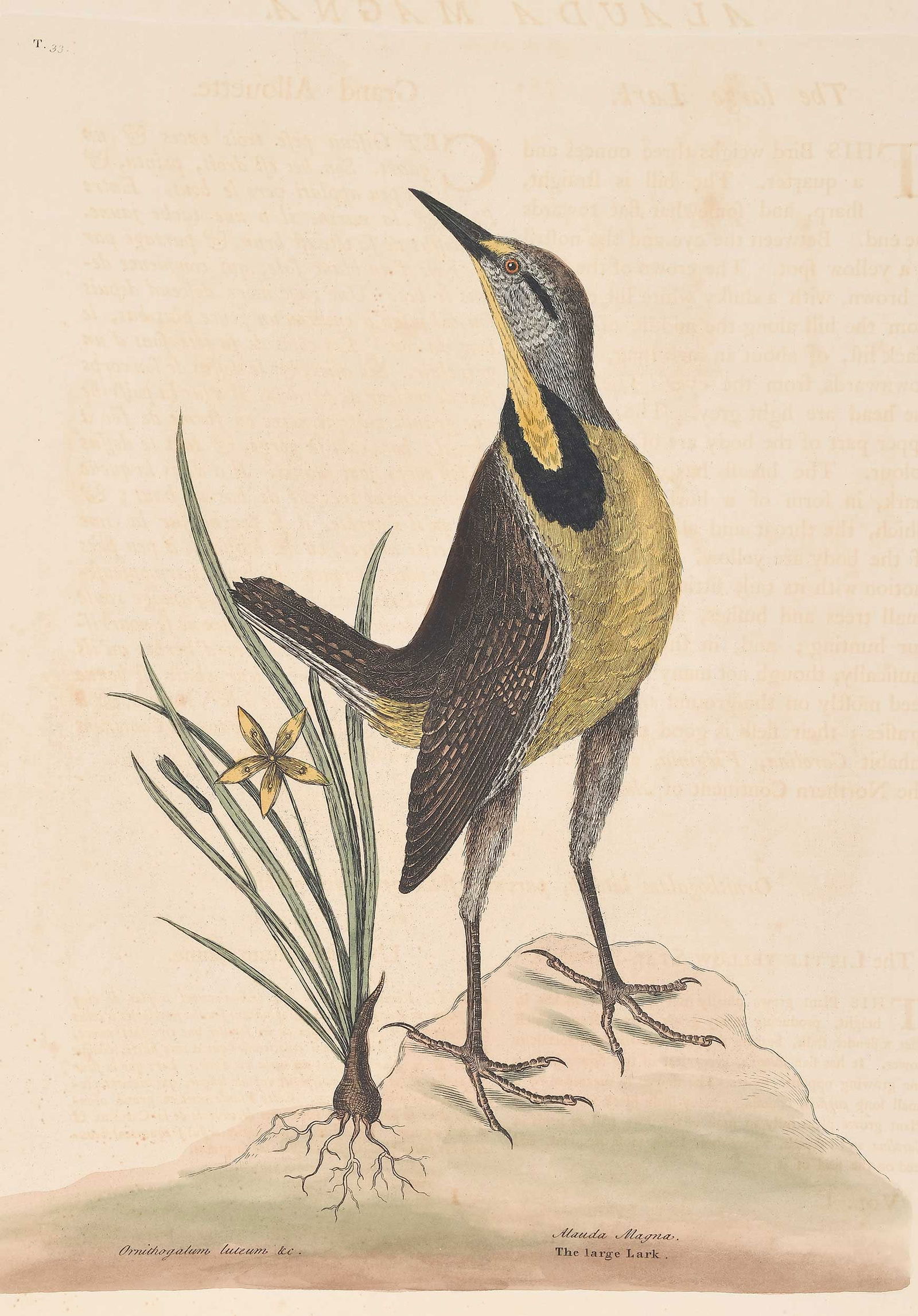 Mark Catesby - Large Lark: (British, 1679-1749) T. 33 The Large Lark, from The Natural History of Carolina, Florida and The Bahama Islands, 1771-1810 edition, hand colored engraving on wove paper with "J. Ruse 1800" watermark,