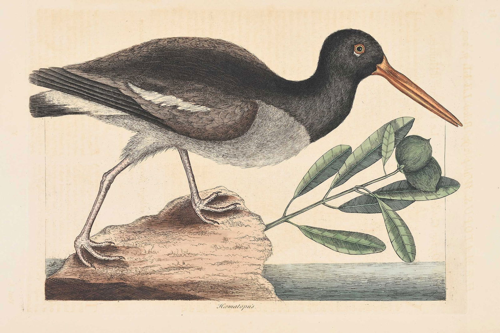 Mark Catesby - Oyster Catcher: (British, 1679-1749) T. 85 The Oyster Catcher, with accompanying text, from The Natural History of Carolina, Florida and The Bahama Islands, 1771-1810 edition, hand colored engraving on wove paper wit