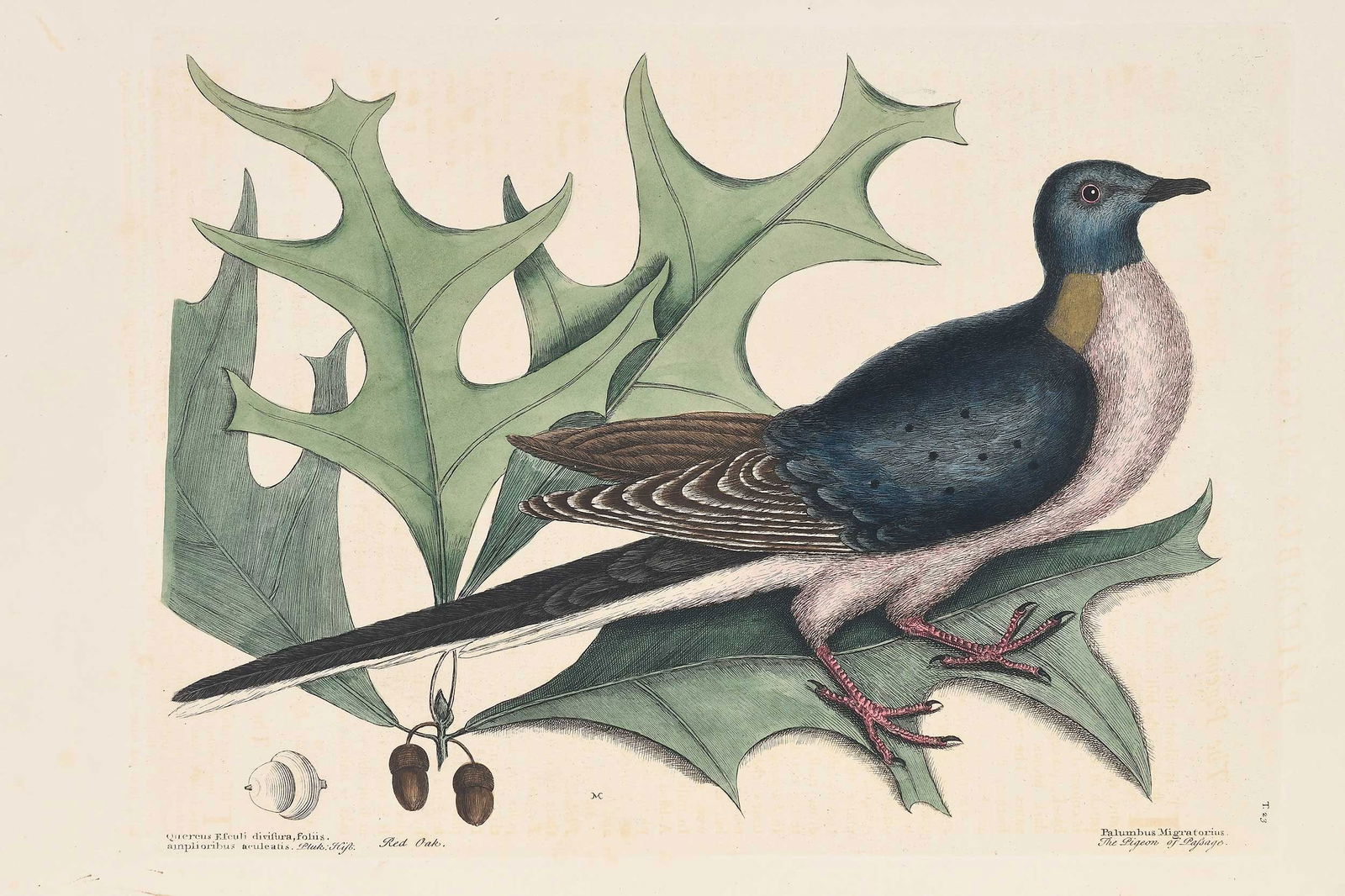 Mark Catesby - Passenger Pigeon: (British, 1679-1749) T. 23 The Pigeon of Passage from The Natural History of Carolina, Florida and The Bahama Islands, 1771-1810 edition, with text, hand colored engraving on paper, sheet 20-5/8 x 14-