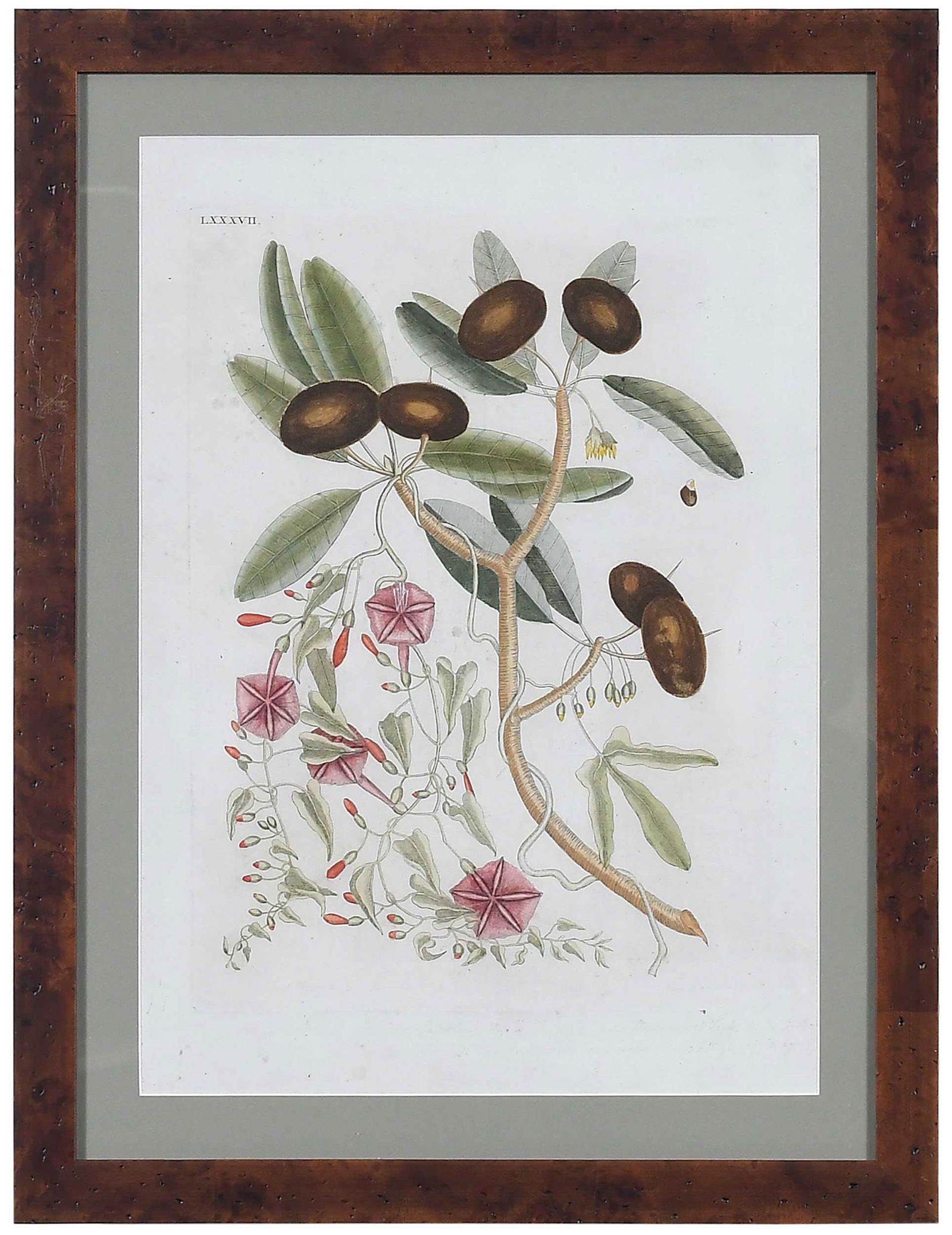 Mark Catesby - Sapadillo Tree: (British, 1679-1749) Plate LXXXVII (T. 87) Sapadillo Tree (Wild Dilly), from The Natural History of Carolina, Florida and The Bahama Islands, volume II, 1754 or 1781 (possibly the Eisenberg Edition ci
