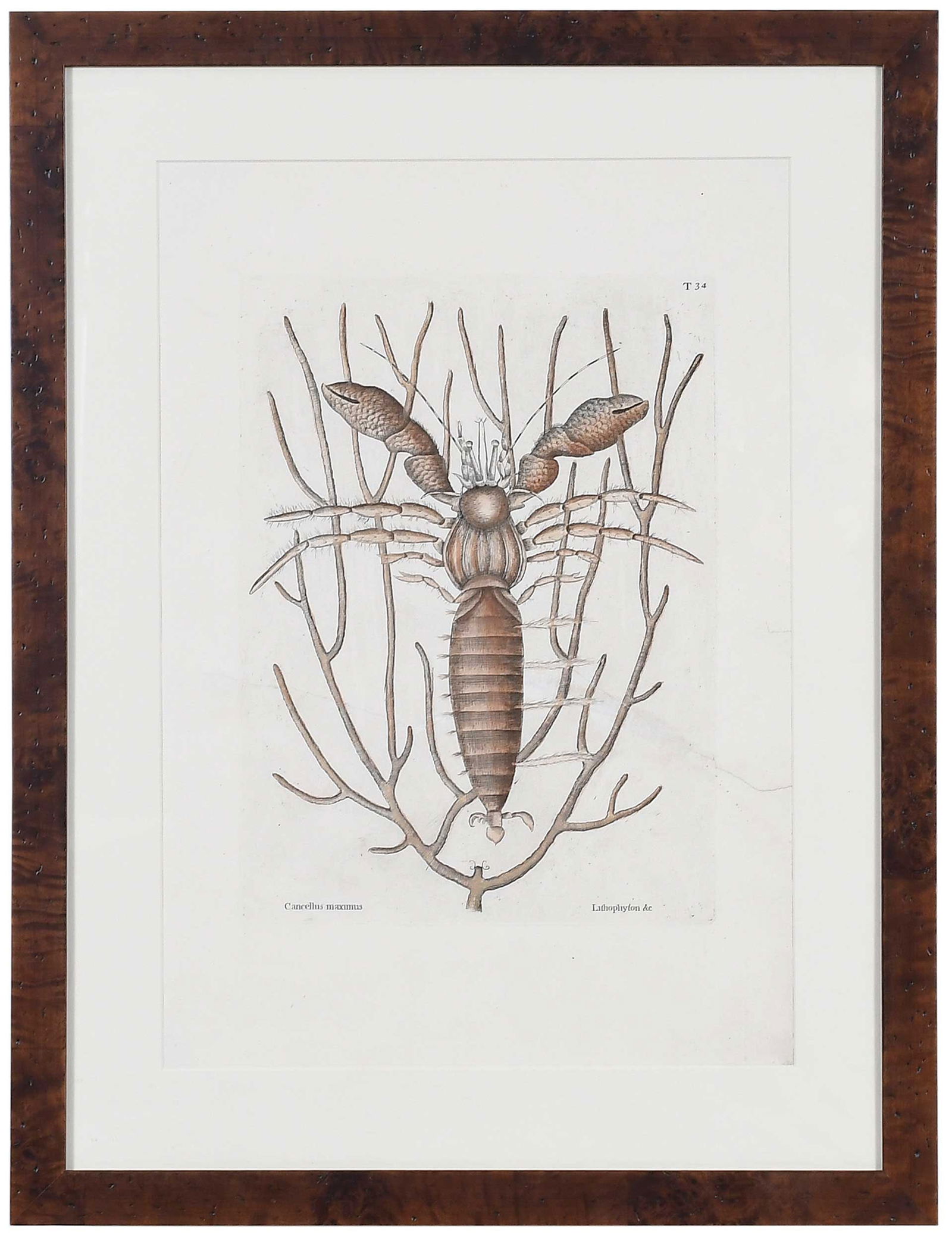Mark Catesby - Sea Hermit Crab: (British, 1679-1749) T. 34 The Sea Hermit Crab, from The Natural History of Carolina, Florida and The Bahama Islands, 1754 edition, hand colored engraving on laid paper with "IV" watermark, plate 12-3