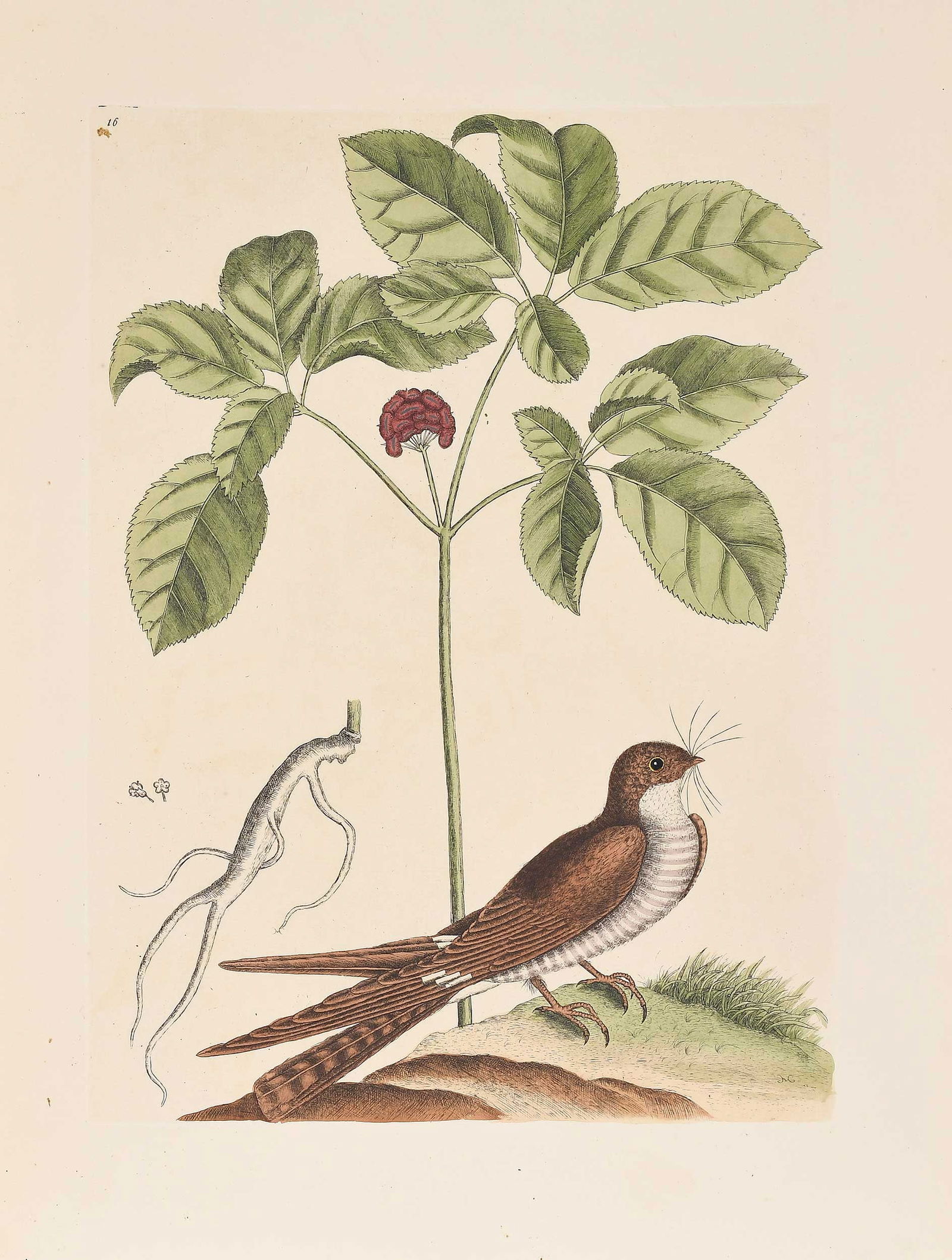 Mark Catesby - Whip Poor Will with Ginseng: (British, 1679-1749) T. 16 The Whip-poor-will, from The Natural History of Carolina, Florida and The Bahama Islands, 1771-1810 edition, hand colored engraving on wove paper with "J. Ruse 1800" waterma