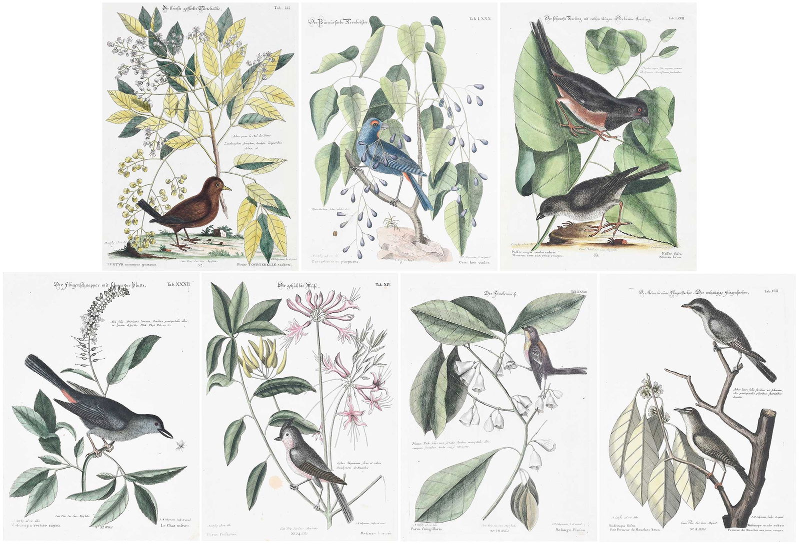 After Mark Catesby: (British, 1679-1749) Seven plates of songbirds, Tabs: LI, LXXX, LXVIII, XXXII, XIV, XXVIII, VIII, from Sammlung Verschiedener Auslandischer und Seltener Vogel, Nuremberg, 1749-1776, by Johann Michael