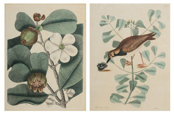 Mark Catesby: (British, 1679-1749) Two hand-colored engravings: Balsam Tree, plate 99, Ruddy Turnstone, plate 72, from [The Natural History of Carolina, Georgia, Florida and the Bahama Islands,] early 19th century