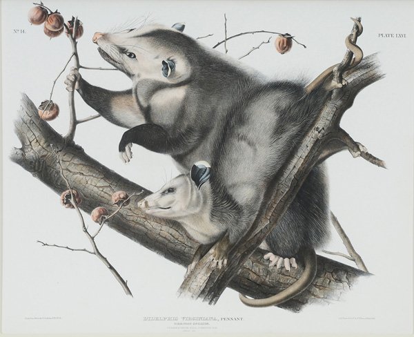 After John James Audubon: (American, 1785-1851) Virginian Opossum, plate LXVI, 1845-1848, from [The Viviparous Quadrupeds of North America,] Bowen Edition, Philadelphia, hand-colored lithograph on paper, 21-3/4 x 27 in.; moder