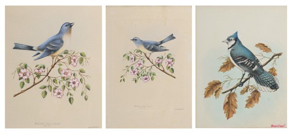 A.J. Bradshaw: (North Carolina, 20th century) Three ornithological watercolors: Bluejay, Western Blue Bird [Male,] and Western Blue Bird [Female,] signed lower right "Bradshaw", watercolor on paper, 14-1/2 x 10-13/4