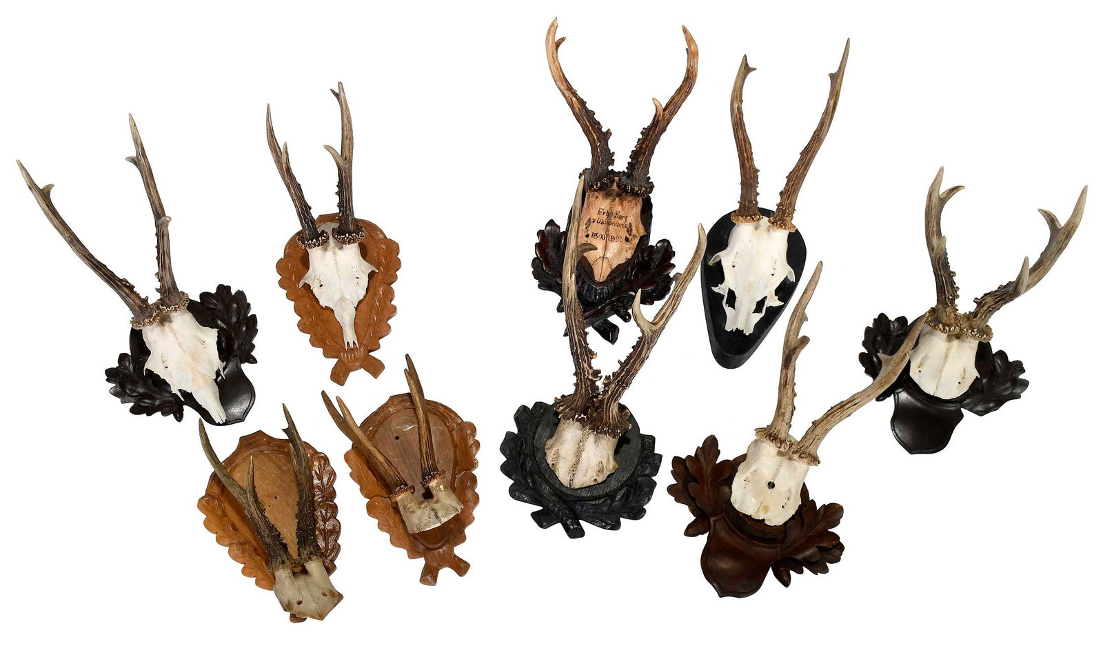 Nine Roe Deer Skull Cap Mounts (1 of 8)