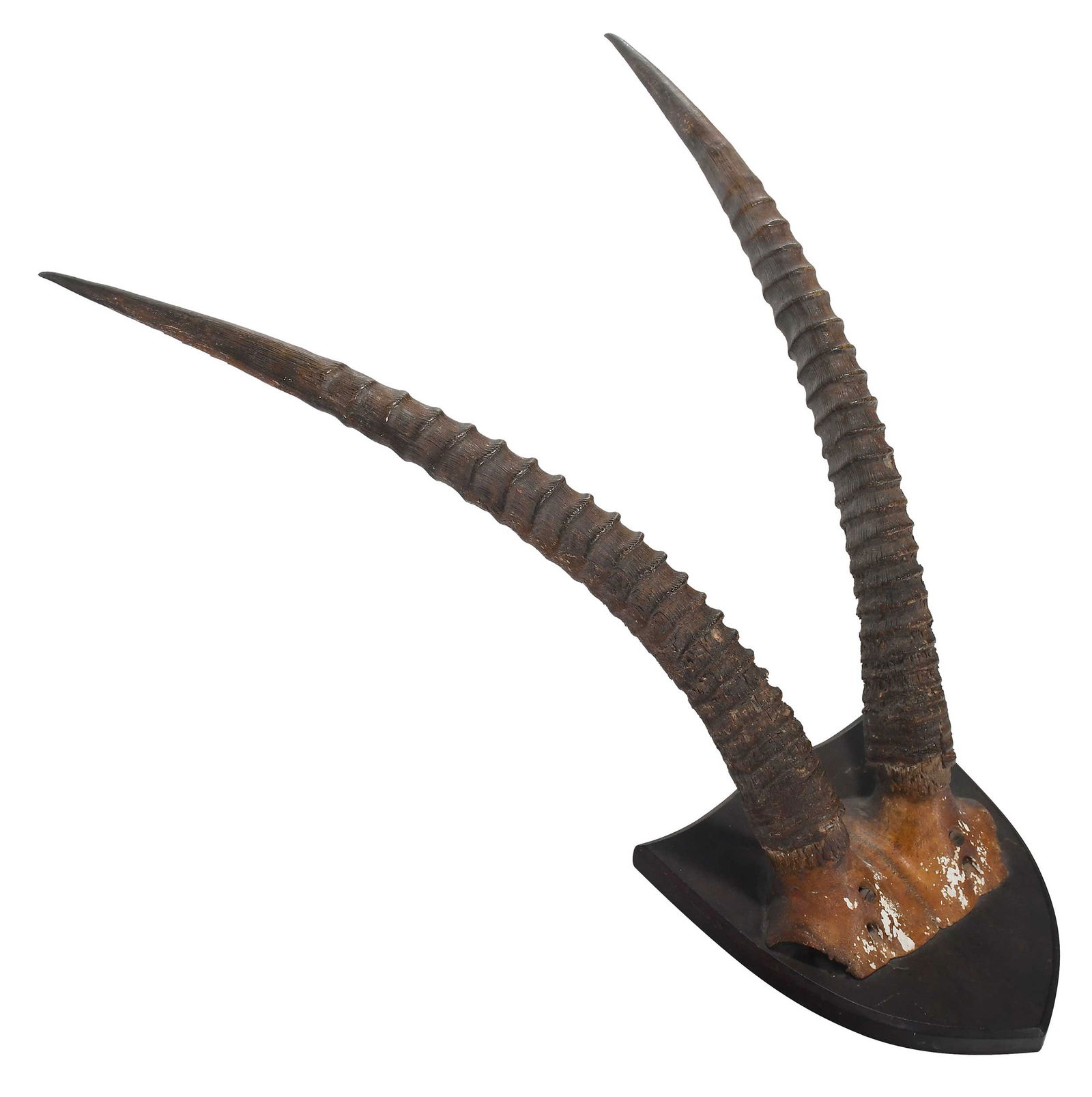 Ibex Skull Cap Mount (1 of 6)