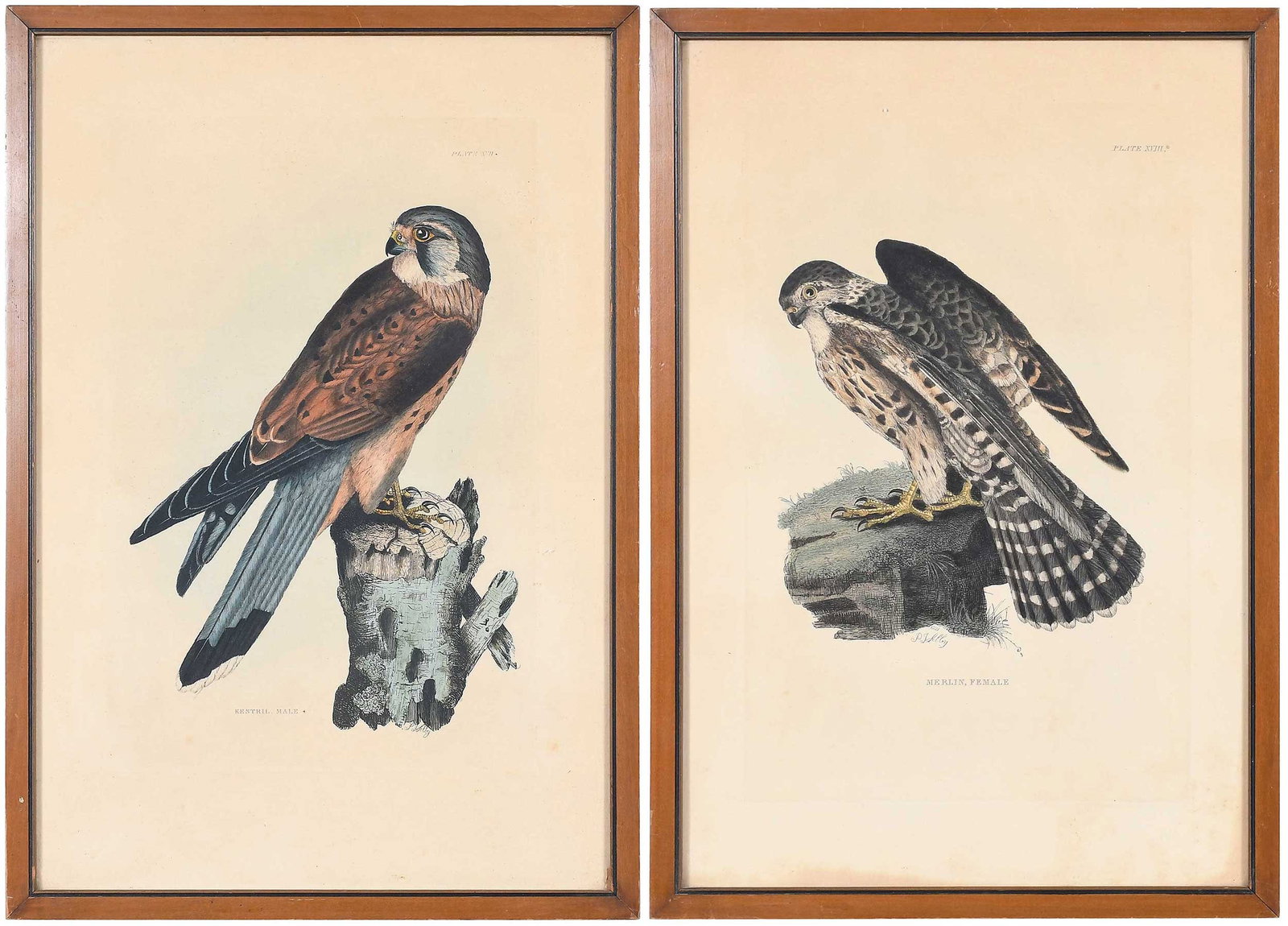 Two Prideaux John Selby Folio Prints, Birds of Prey: (British, 1788-1867) Pl. XVII Kestral Male, plate 16 x 10-5/8 in.; Pl. XVIII Merlin Female, plate 16-1/8 x 10-1/8 in., from Illustrations of British Ornithology, London,1841, Henry G. Bohn, publisher,
