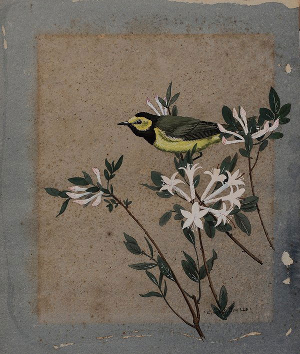 Edward Von Siebold Dingle: (South Carolina, 1893-1975) Hooded Warbler, Wild Azalea, signed lower right "E. von S. Dingle", watercolor on blue paper, 11 x 9-1/2 in.; 20th century wood frame, foxing, toning, paper faded, blue res