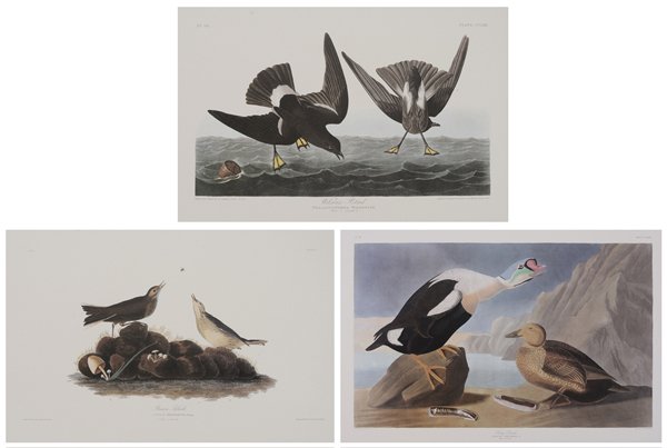 After John J. Audubon: (New York, 1785-1851) Three offset prints: King Duck, Wilsons Petrel and The Brown Titlark, 26-1/2 x 39-1/2 in.; unframed good condition